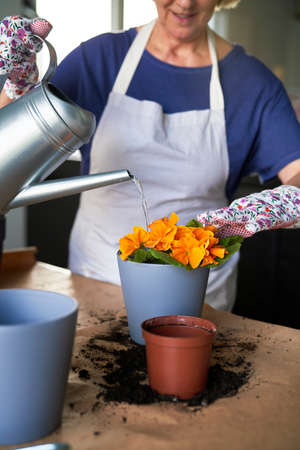 Close up of woman watering freshly planted flowersの写真素材