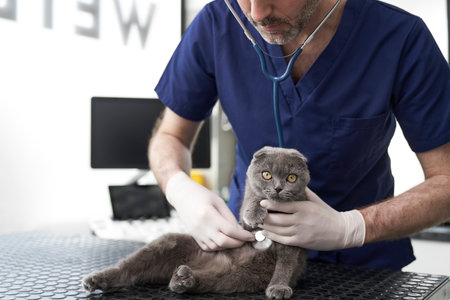 Gray cat has visit at vet in medical clinicの写真素材