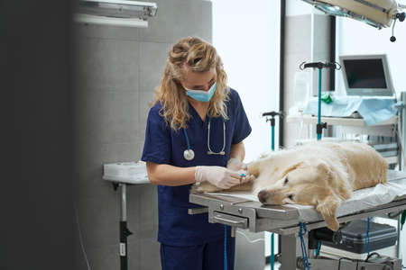 Close up of female doctor prepare IV drip for the dogの写真素材