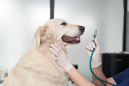 Vet examine the dog in the office