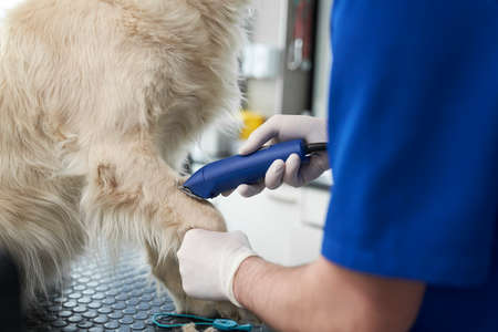 Part of male veterinarian preparing leg of dog to taking blood sample
