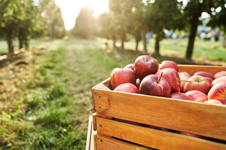 Close up detail of apples in wooden crate