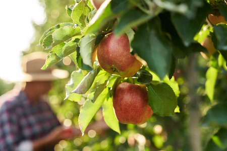 Close up detail of apples hanging on the branch