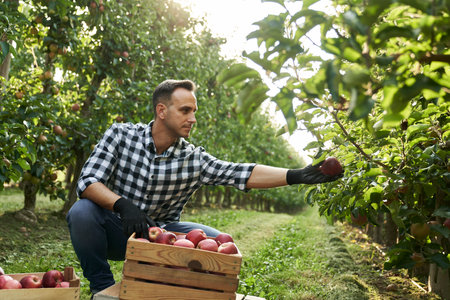 Young orchard farmer picking apples from the trees