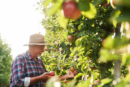 Senior man picking apple in the orchardの写真素材