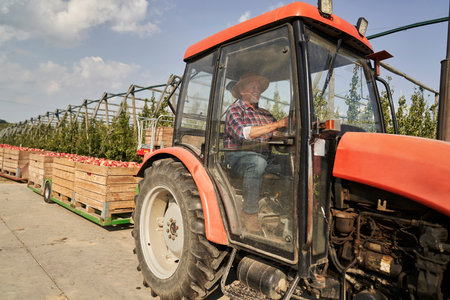 Senior farmer driving a tractor through apple orchard