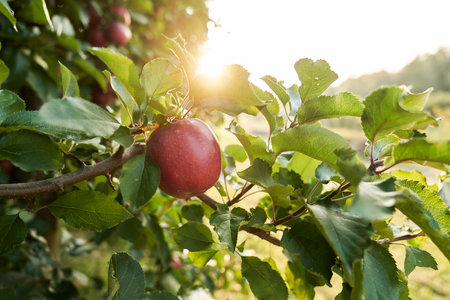 Detail of apple hanging on the branchの写真素材