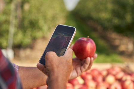 Unrecognizable farmer taking photo of held appleの写真素材