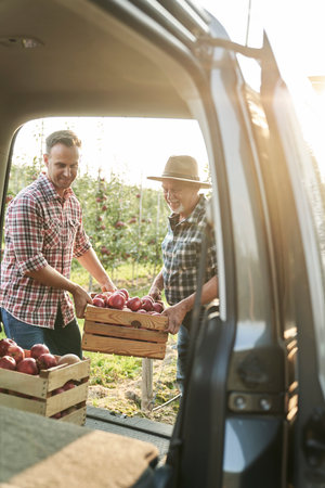 Two men carrying a crate full of apples to the carの写真素材