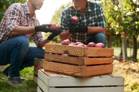 Farmers checking apples in the wooden boxの写真素材