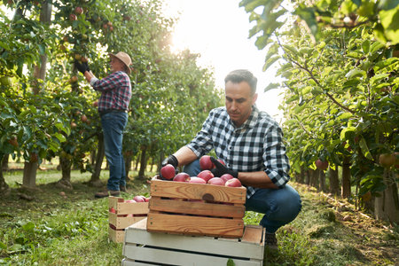 Farmer checking apples in the wooden boxの写真素材