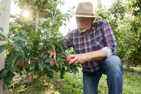 Senior man picking apple in the orchardの写真素材