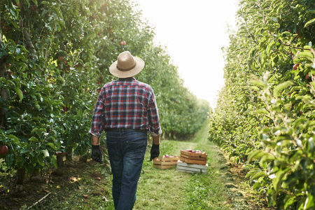 Back view of farmer walking along orchard fieldの写真素材