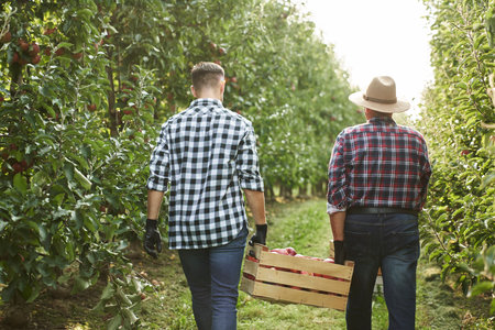 Two orchard farmers carrying a crate full of applesの写真素材