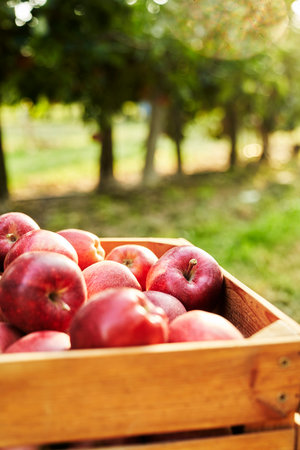 Close up detail of apples in wooden crateの写真素材