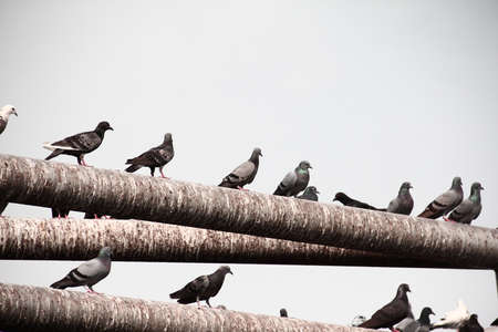 Bird waitの写真素材