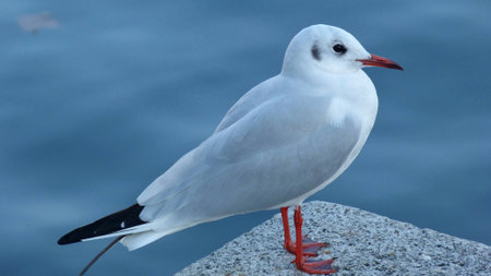 the rest of a gull the rest of a gull