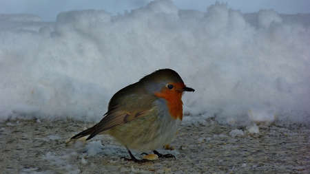 Robin in the snow
