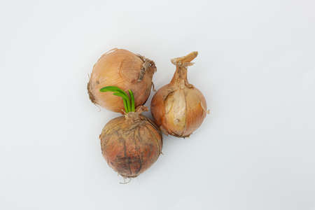 Various shapes of raw onionsの写真素材