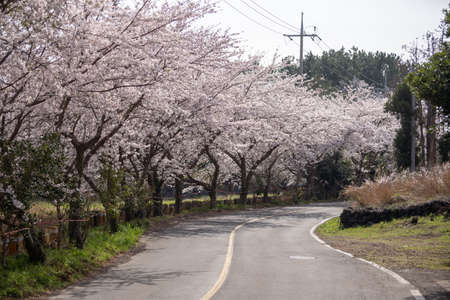 Landscape with beautiful cherry blossoms under the blue skyの写真素材