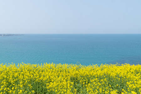 Beautiful scenery with yellow rape flowers and sea viewの写真素材