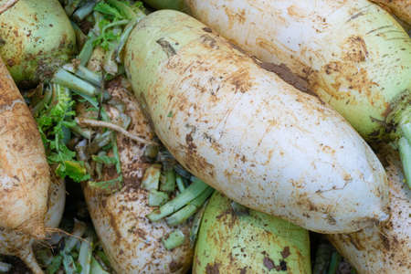 Fresh, tasty-looking radishes with a lot of soilの写真素材
