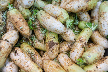 Fresh, tasty-looking radishes with a lot of soilの写真素材