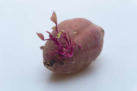 Sweet potato with sprouts on a white background