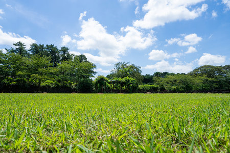 Wide open beautiful fields and blue skyの写真素材
