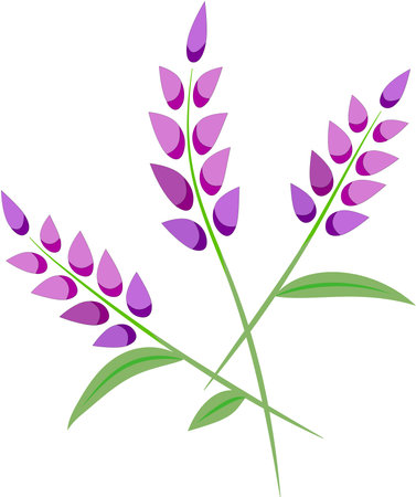 Illustration of a lavender plant isolated on a white background.のイラスト素材