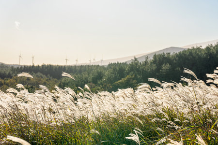 A beautiful pampas grass field landscape illuminated by the hot afternoon sunの写真素材