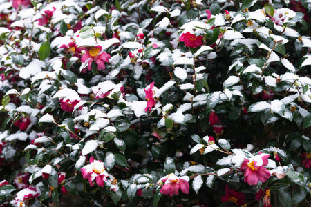 Beautiful camellia tree covered in white snowの写真素材
