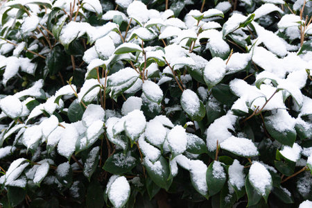 Beautiful camellia tree covered in white snowの写真素材