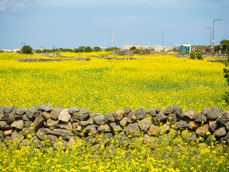 Field of yellow flowers with a stone wall on the background of blue skyの写真素材