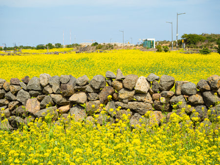 Rape field with a stone wall on blue sky background in Thailandの写真素材