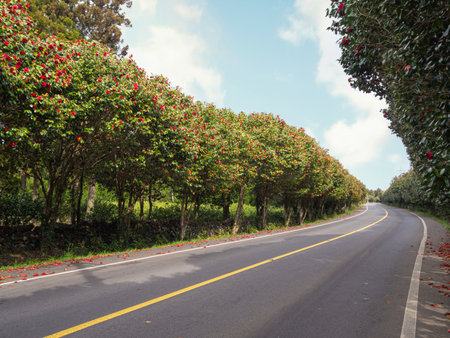 Asphalt road and red camellia flower garden with blue skyの写真素材