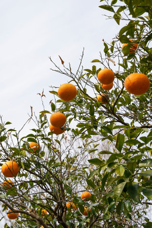 Ripe oranges on the branches of an orange tree in the gardenの写真素材