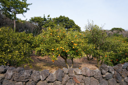 Orange tree with ripe fruits on a farm in the north of Spainの写真素材
