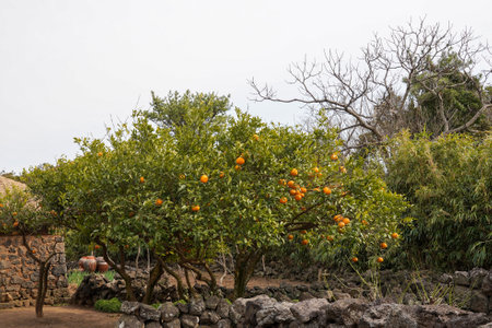 Oranges on the tree in the garden of the island of Lanzaroteの写真素材