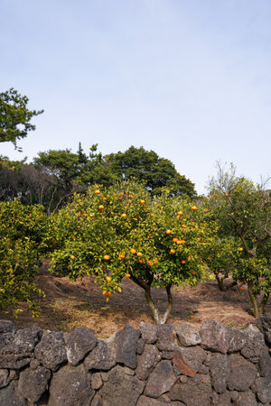 Orange trees with orange fruits growing on the plantation in Sicily, Italyの写真素材