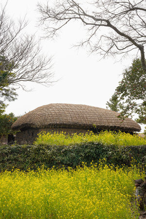 Rural landscape with a hut in the middle of a blooming fieldの写真素材