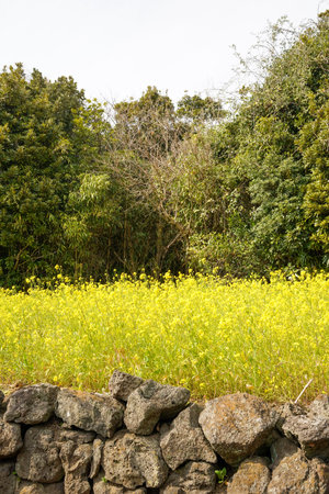 Rape blossoms and stone wall in the countryside of Thailand.の写真素材