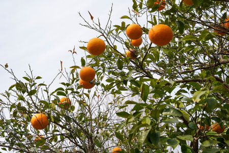 Ripe oranges on the branches of an orange tree in the gardenの写真素材