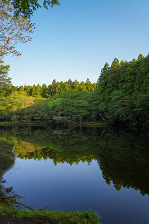 Landscape view of the forest and lake with reflection in the waterの写真素材
