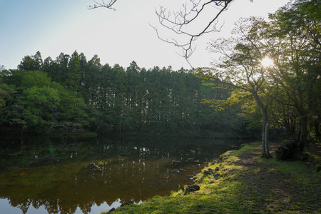 Scenery view of a lake in a forest in South Korea.の写真素材