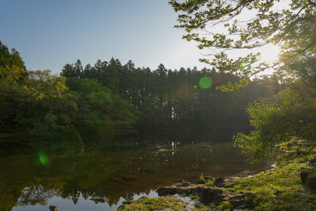 Pine trees reflected in a lake in the morning sunlight, South Koreaの写真素材