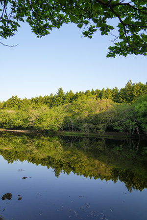 Reflection of the trees in the water of a lake in the forestの写真素材