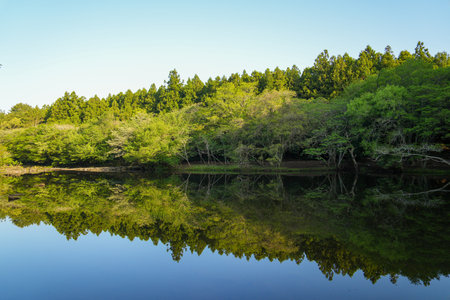 Reflection of the forest in the lake with blue sky background.の写真素材