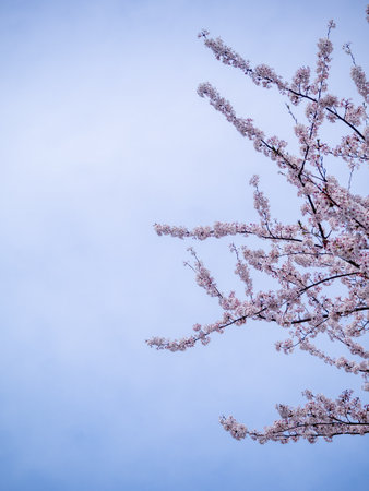 cherry blossom tree on blue sky background, soft focus.の写真素材