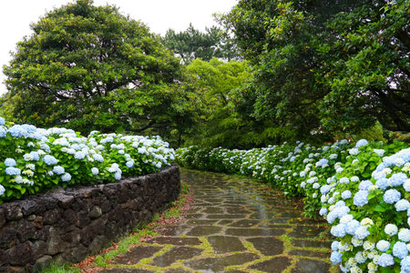 Beautiful hydrangea flowers in the garden at Japan.の写真素材